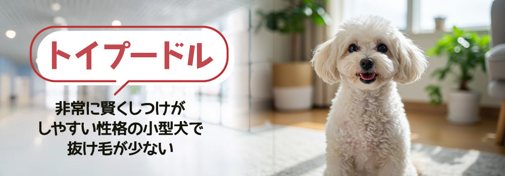 トイプードル