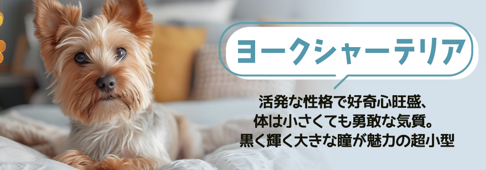 ヨークシャーテリア