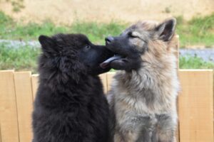 先住犬が新しいワンちゃんと仲良くしないときの対処法について解説