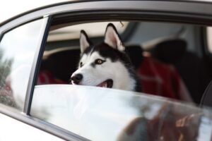 犬との防災訓練として車中泊避難を実際にしてみよう！【車中泊編】