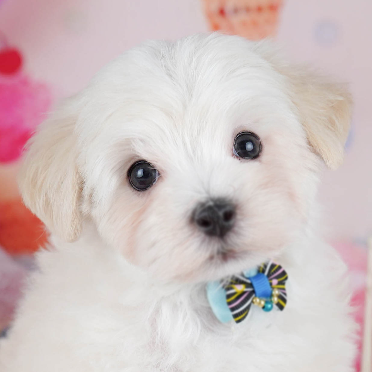 マルプー | 女の子 | クリーム | 2025年10月14日