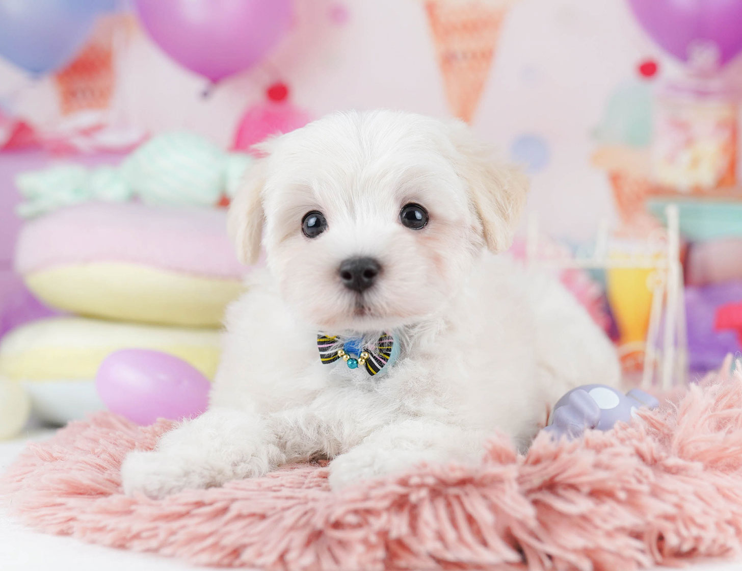 マルプー | 女の子 | クリーム | 2025年10月14日