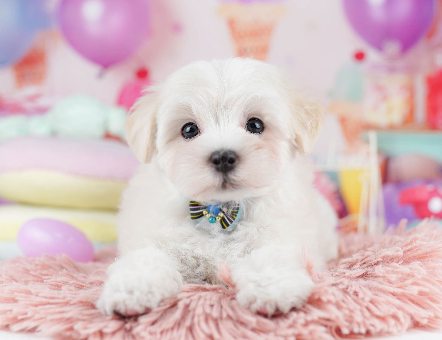 マルプー | 女の子 | クリーム | 2025年10月14日