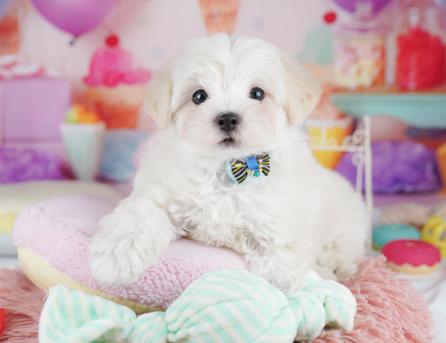 マルプー | 女の子 | クリーム | 2025年10月14日