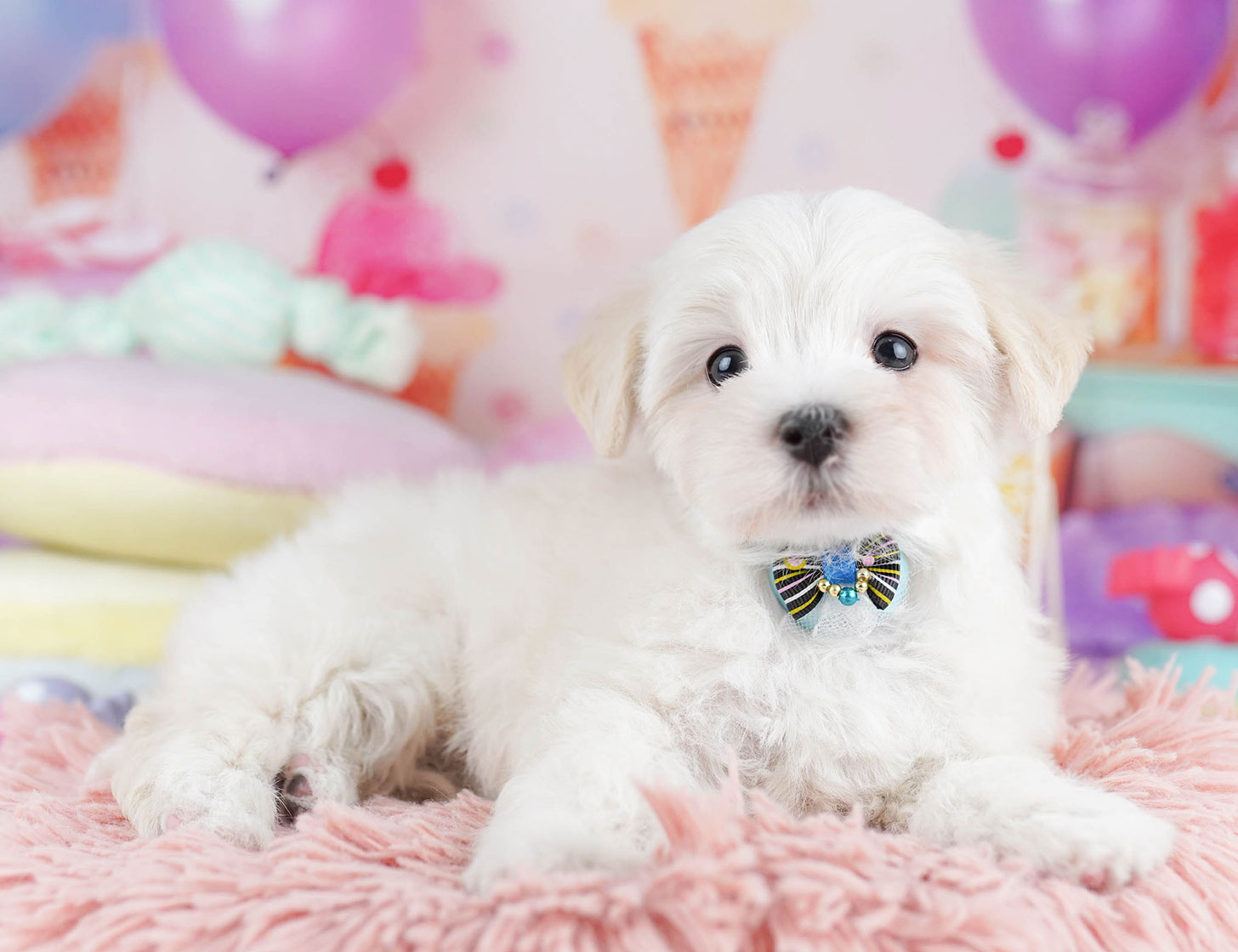 マルプー | 女の子 | クリーム | 2025年10月14日