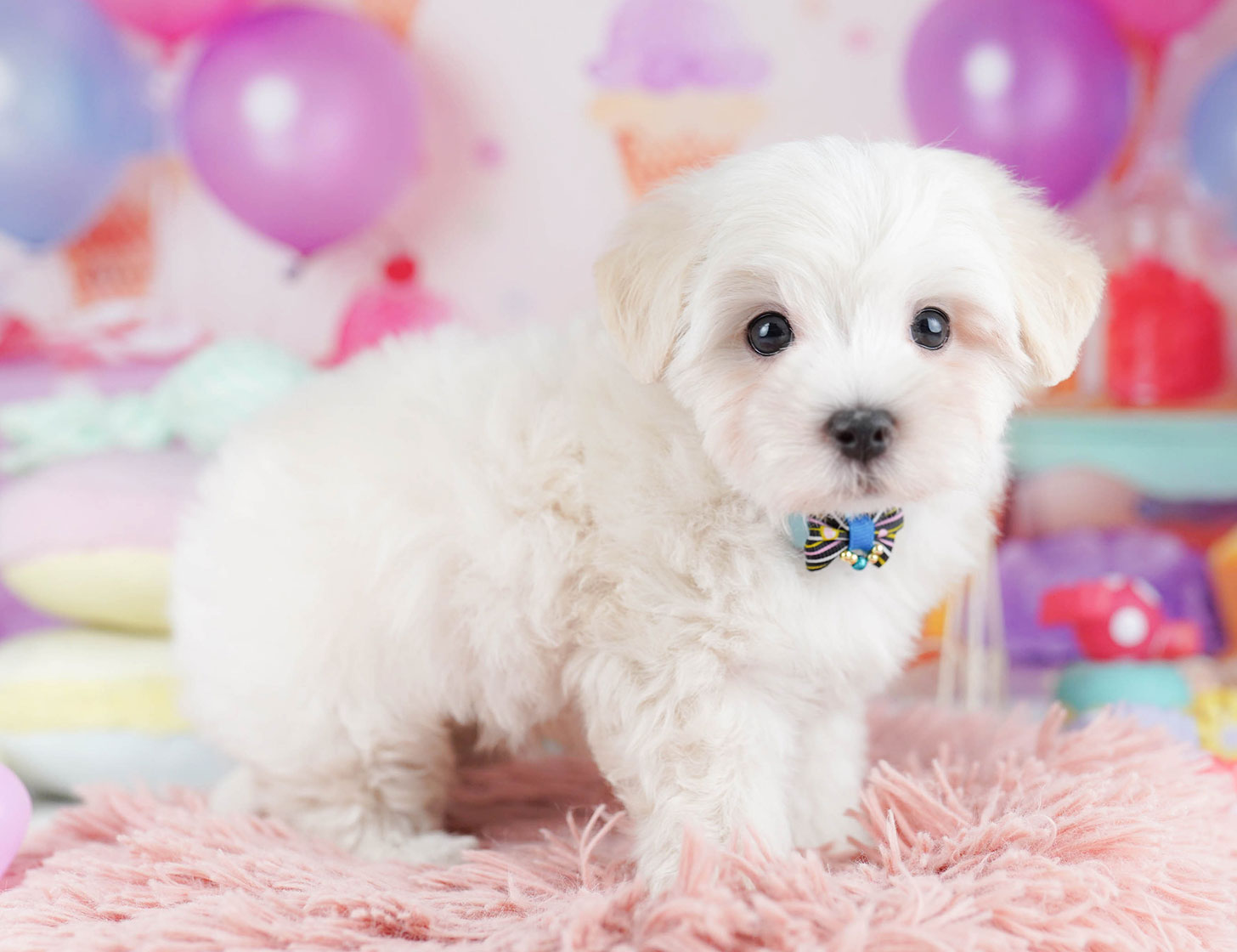 マルプー | 女の子 | クリーム | 2025年10月14日