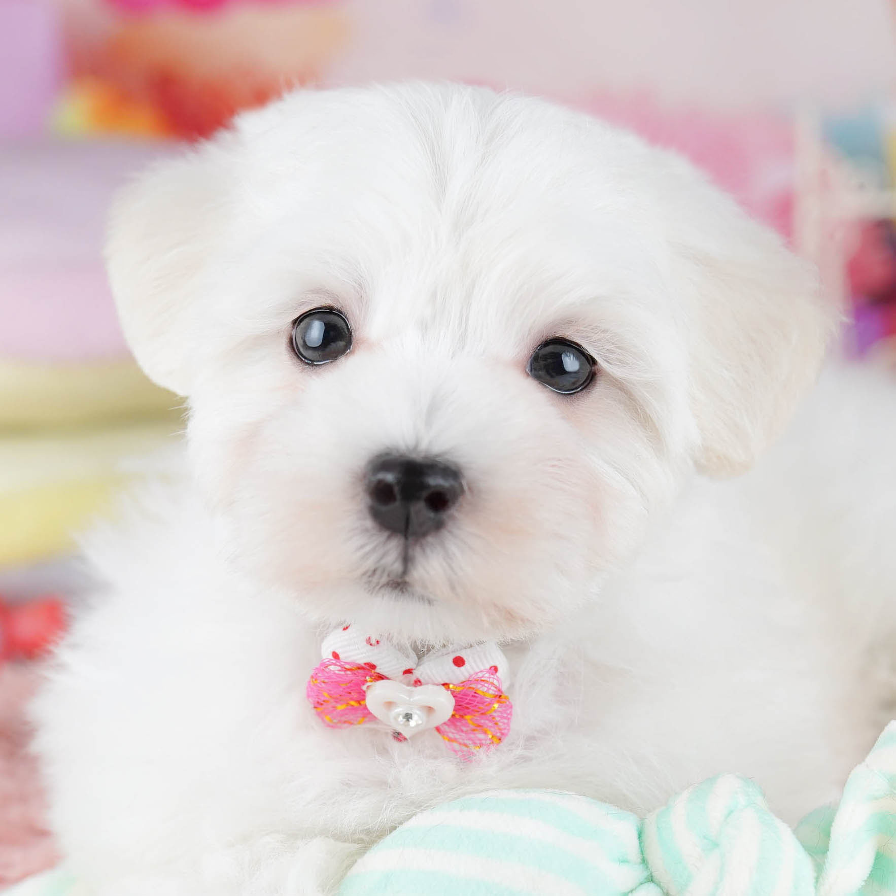 マルプー | 女の子 | ホワイト | 2025年10月14日