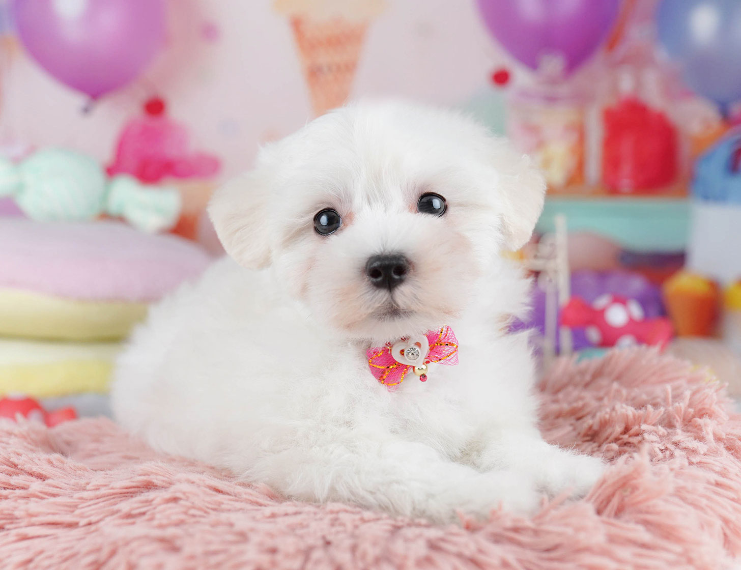 マルプー | 女の子 | ホワイト | 2025年10月14日