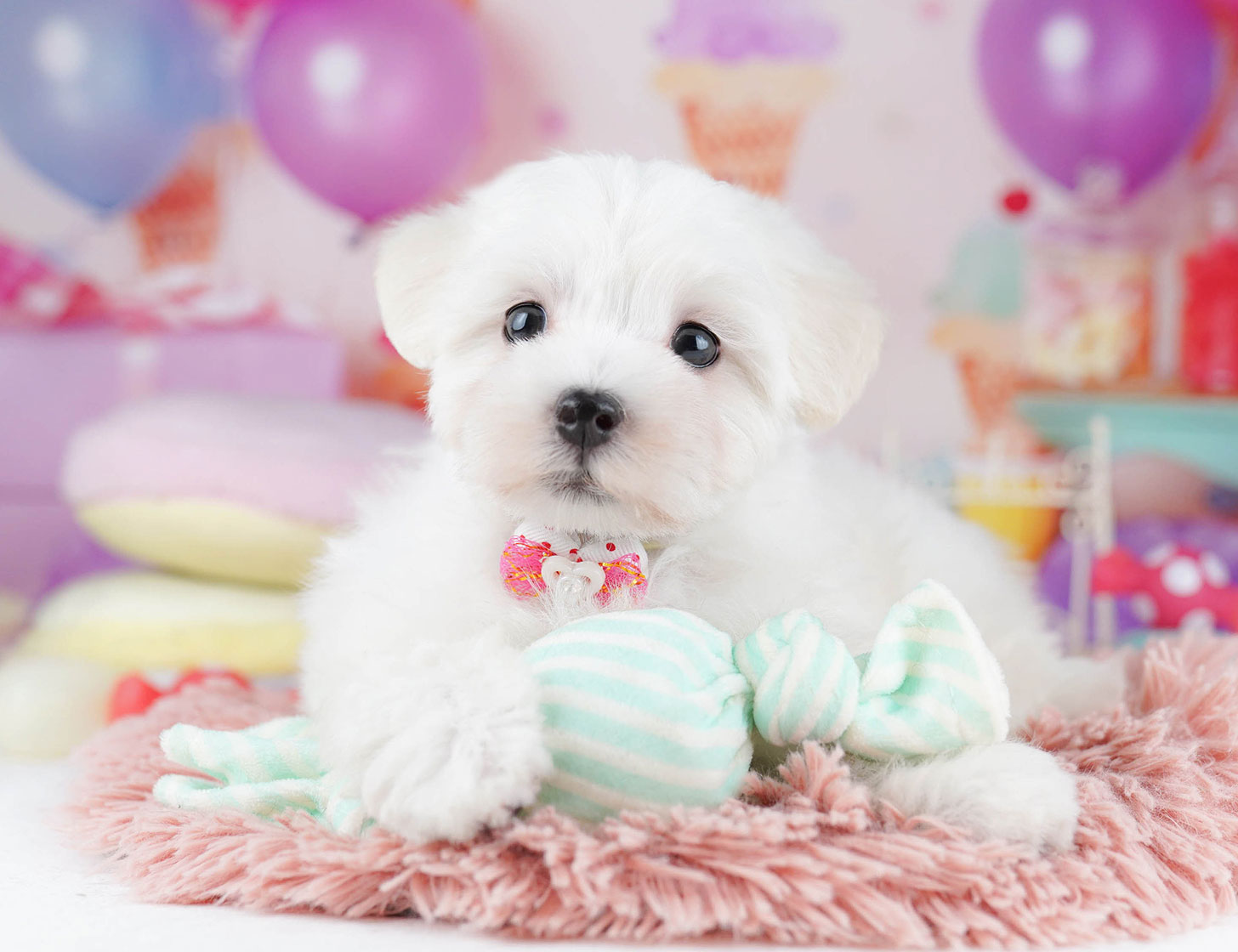 マルプー | 女の子 | ホワイト | 2025年10月14日