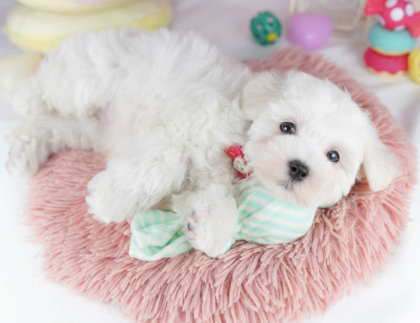 マルプー | 女の子 | ホワイト | 2025年10月14日