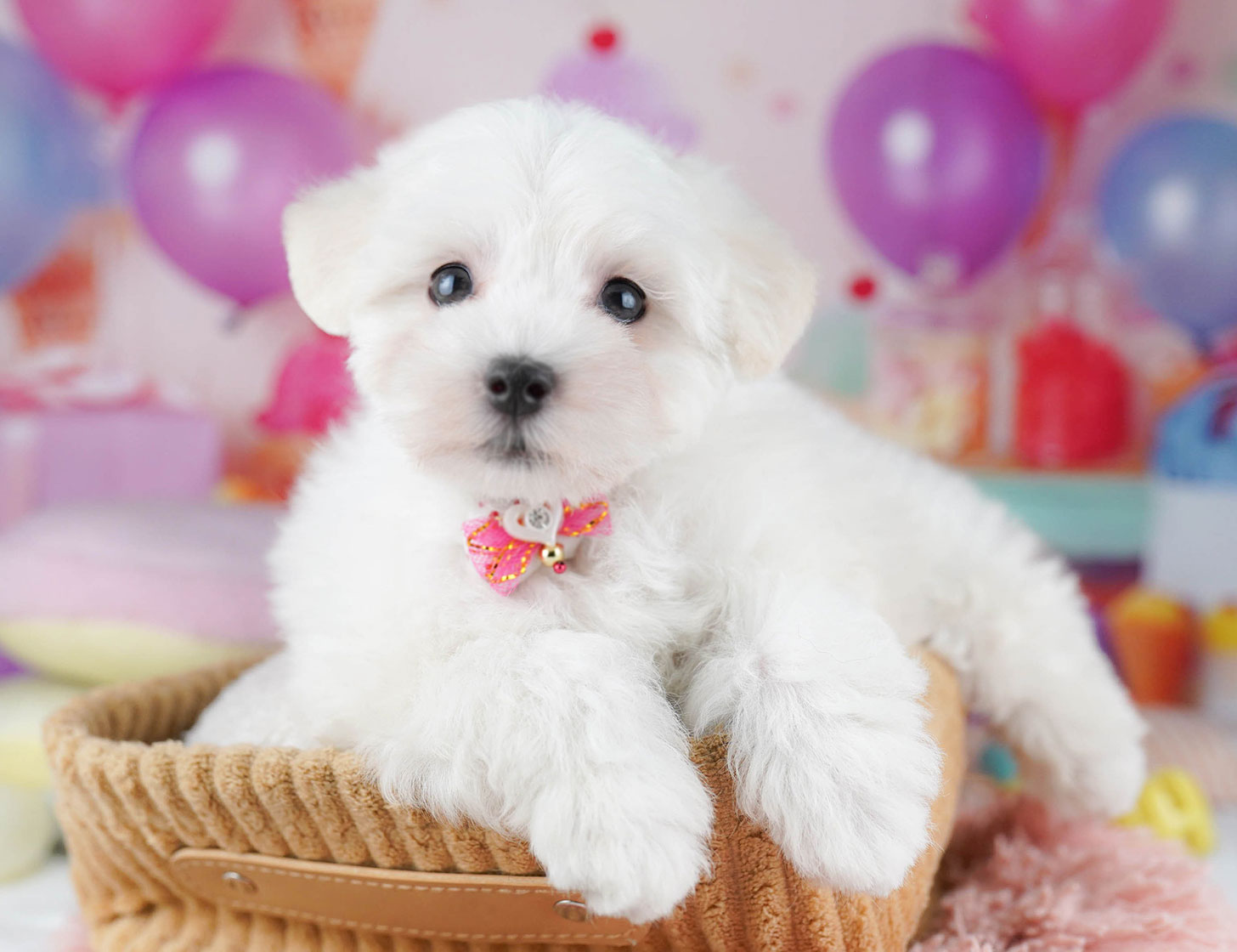 マルプー | 女の子 | ホワイト | 2025年10月14日