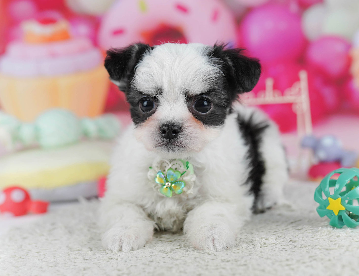 チワマル | 男の子 | ブラック＆ホワイト | 2025年10月14日