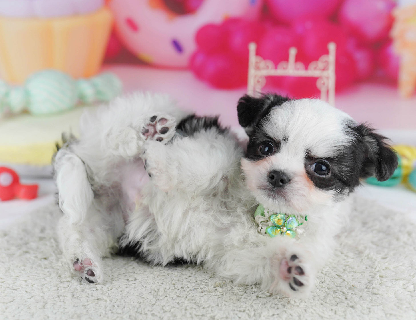 チワマル | 男の子 | ブラック&ホワイト | 2025年10月14日