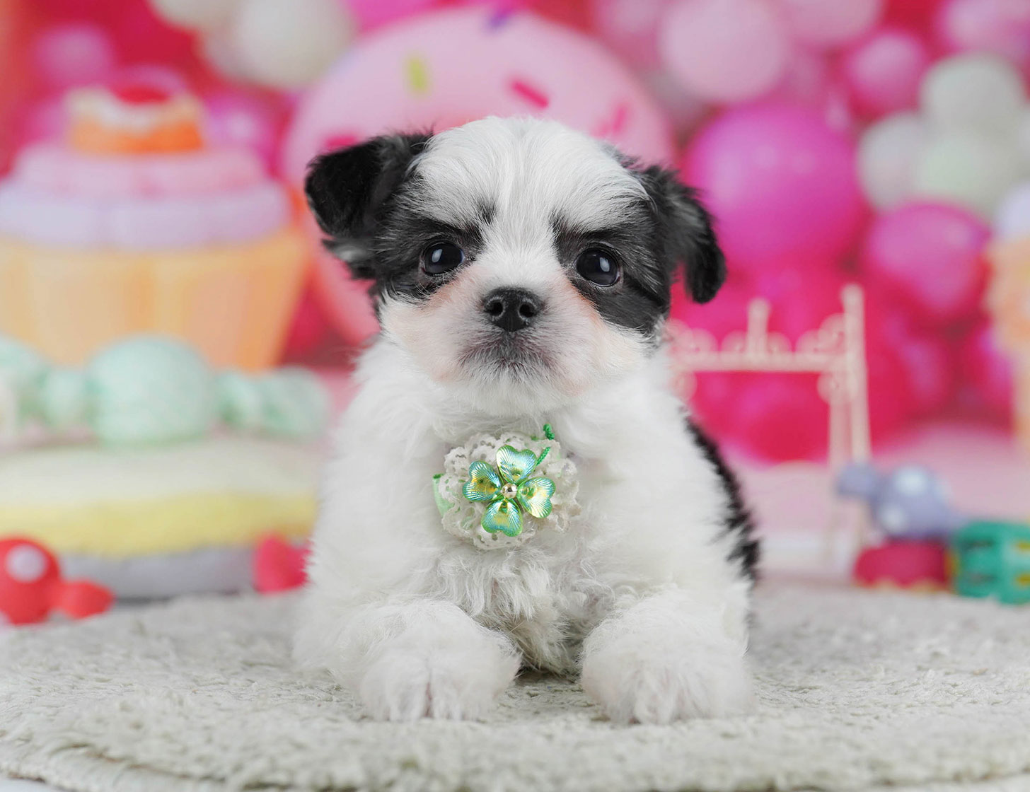 チワマル | 男の子 | ブラック&ホワイト | 2025年10月14日