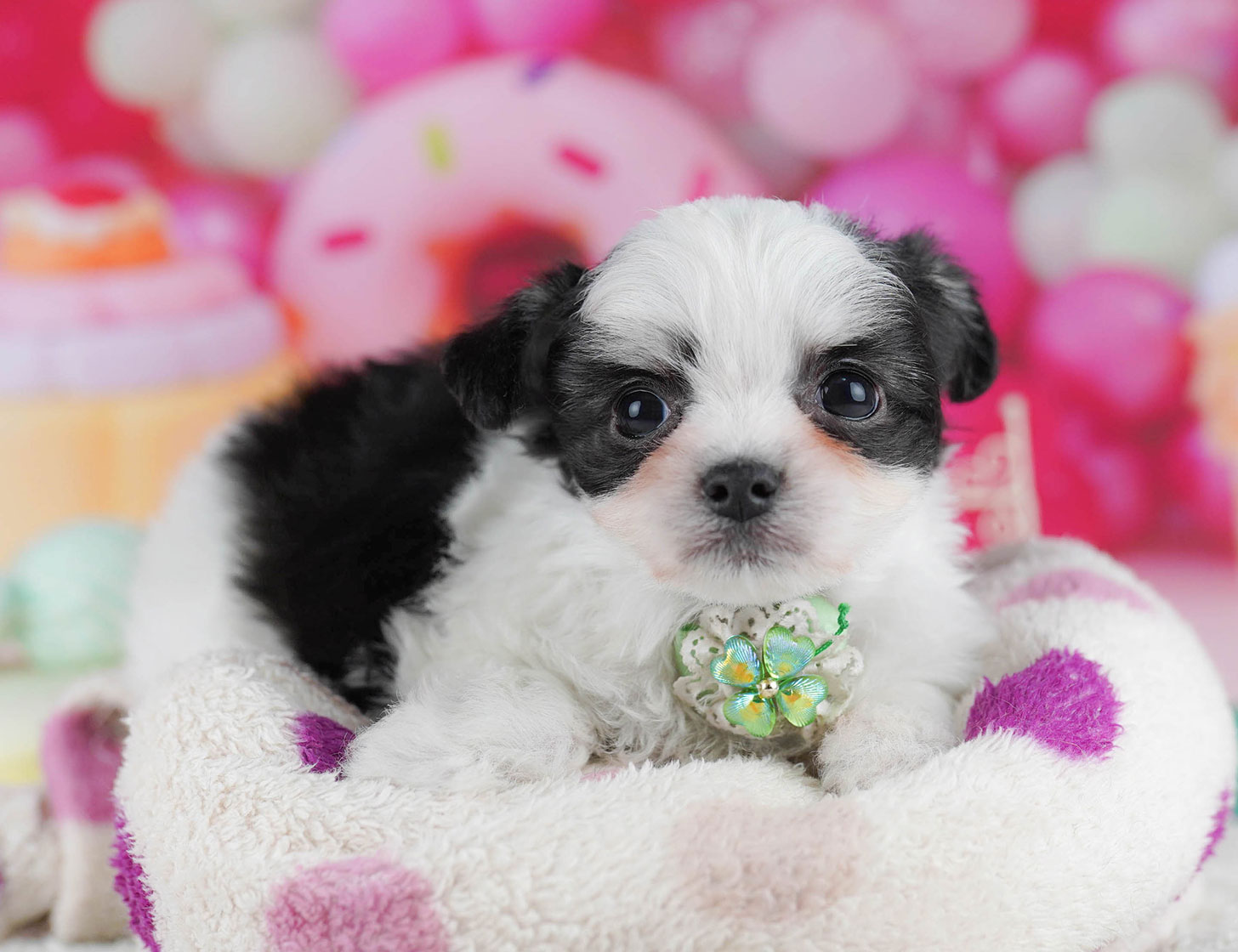 チワマル | 男の子 | ブラック&ホワイト | 2025年10月14日