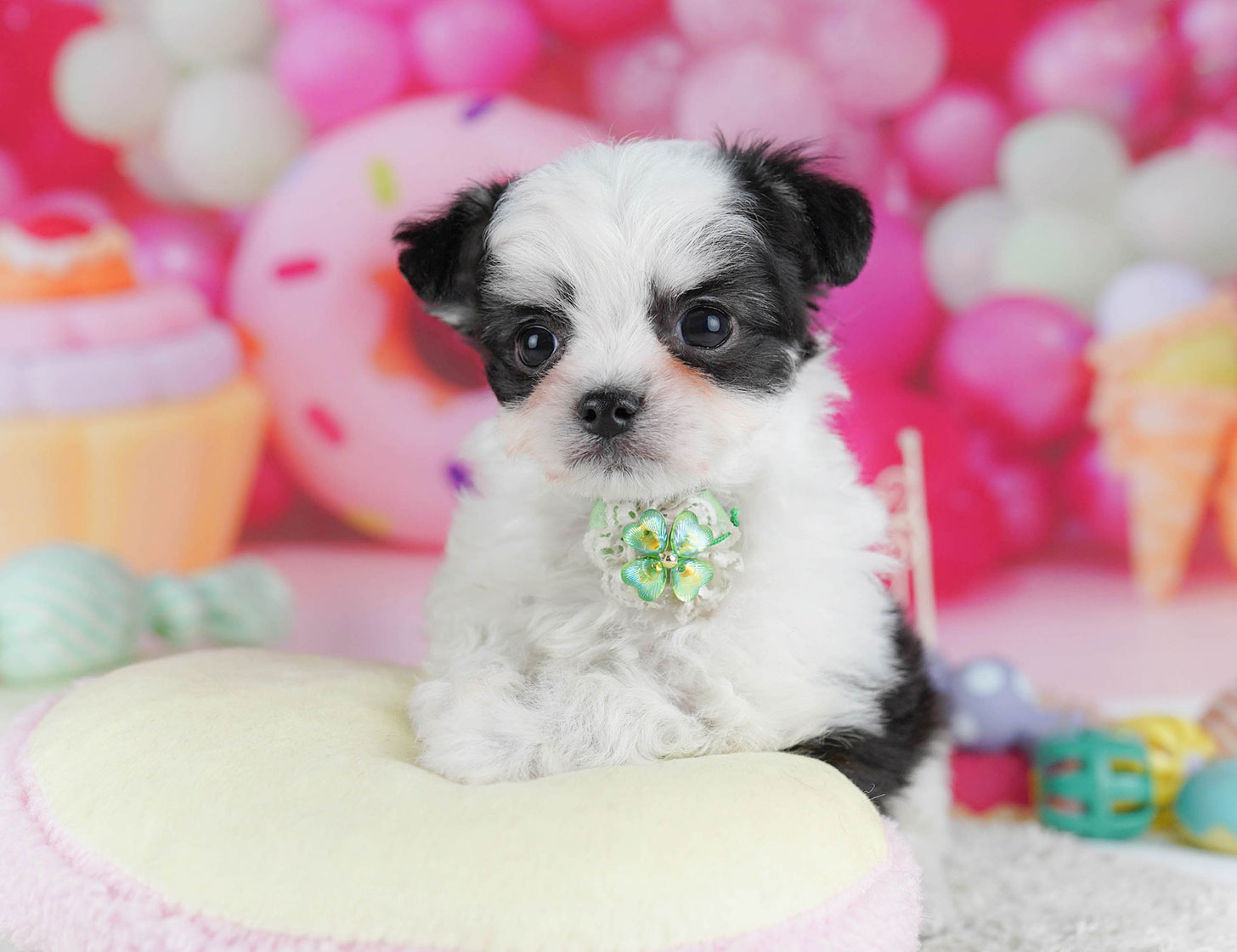 チワマル | 男の子 | ブラック&ホワイト | 2025年10月14日