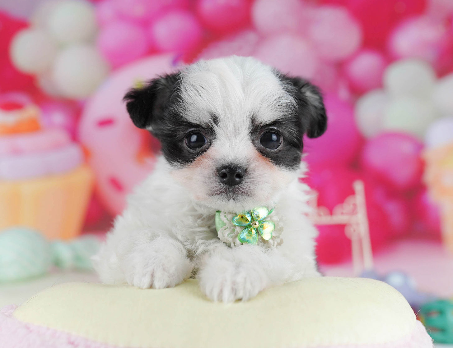 チワマル | 男の子 | ブラック&ホワイト | 2025年10月14日