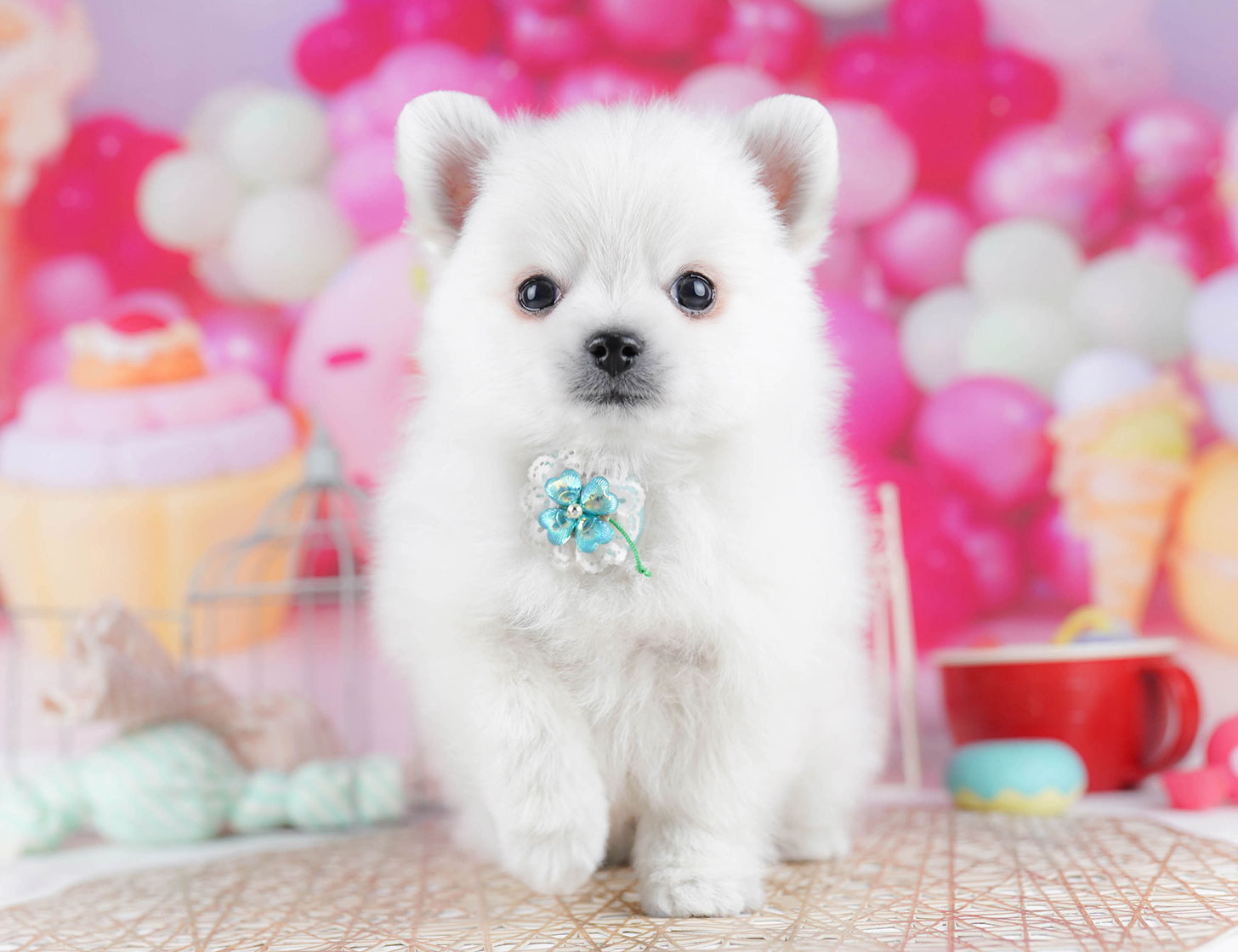 チワポメ | 男の子 | ホワイト | 2025年10月15日