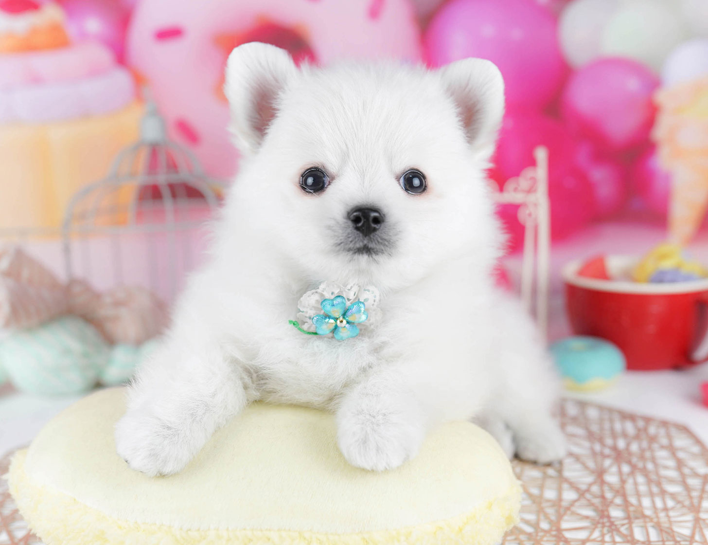 チワポメ | 男の子 | ホワイト | 2025年10月15日