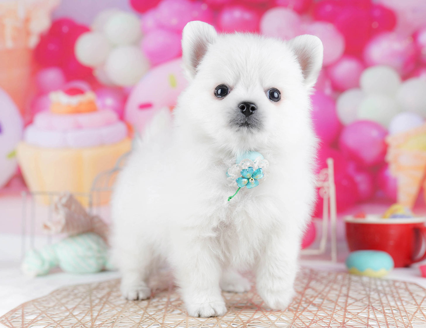 チワポメ | 男の子 | ホワイト | 2025年10月15日
