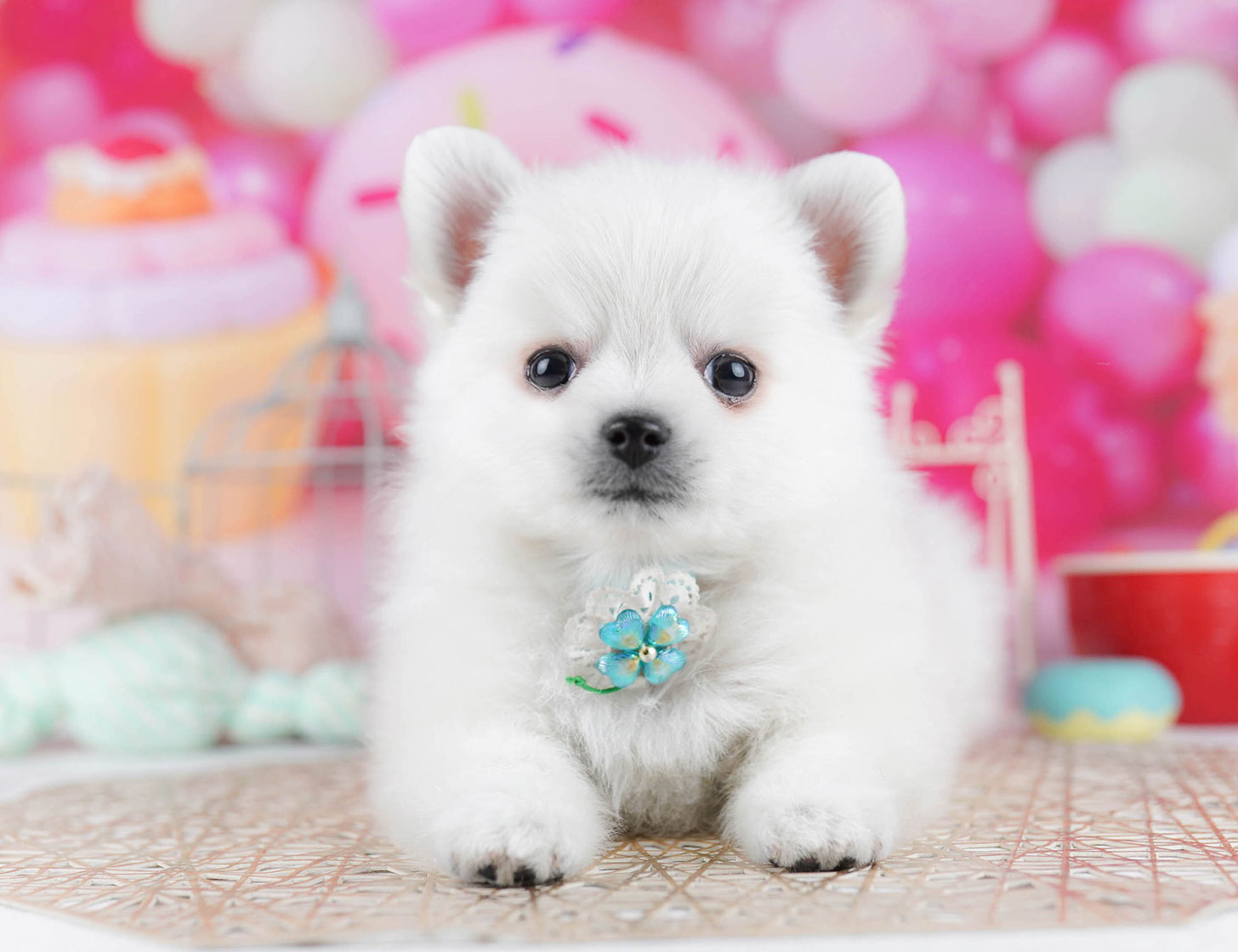 チワポメ | 男の子 | ホワイト | 2025年10月15日