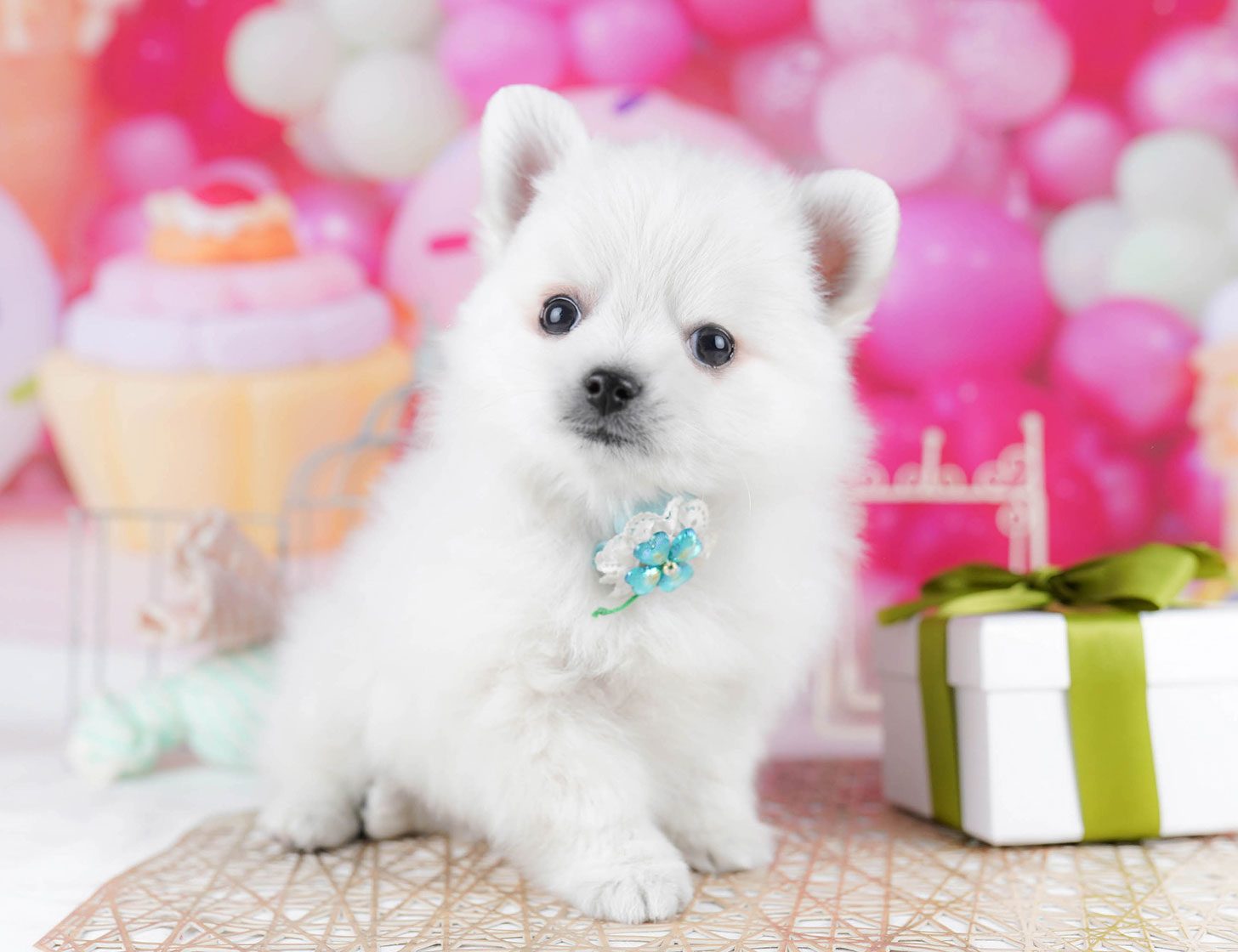 チワポメ | 男の子 | ホワイト | 2025年10月15日