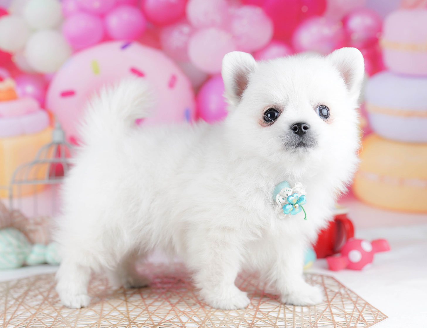 チワポメ | 男の子 | ホワイト | 2025年10月15日