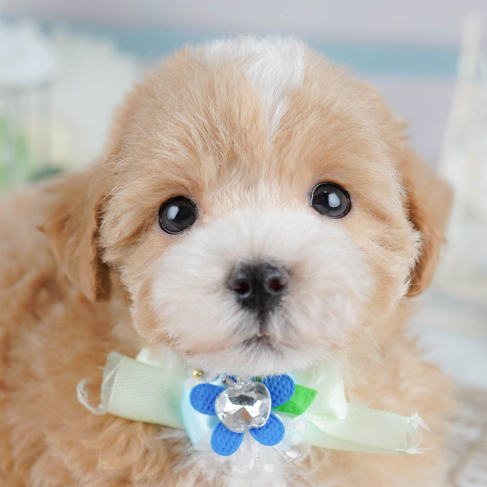 マルプー | 女の子 | アプリコット | 2025年10月17日