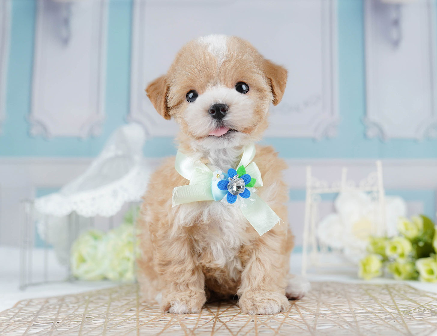 マルプー | 女の子 | アプリコット | 2025年10月17日