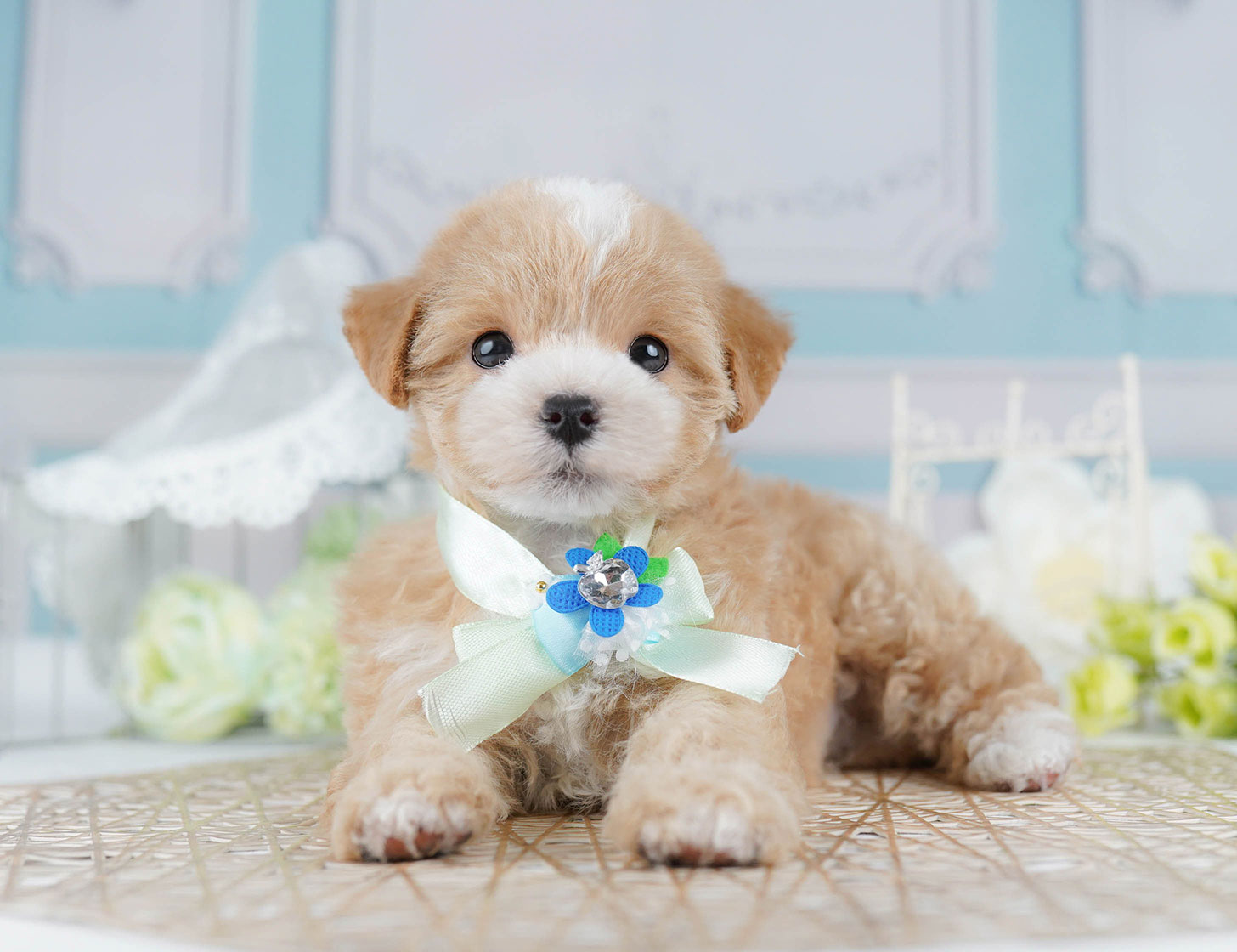 マルプー | 女の子 | アプリコット | 2025年10月17日