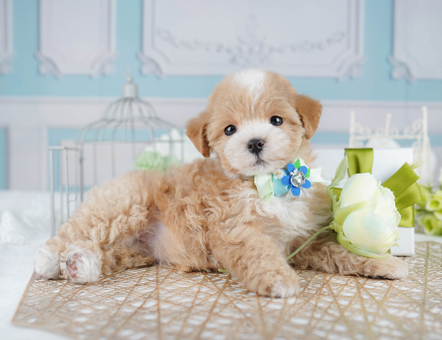 マルプー | 女の子 | アプリコット | 2025年10月17日