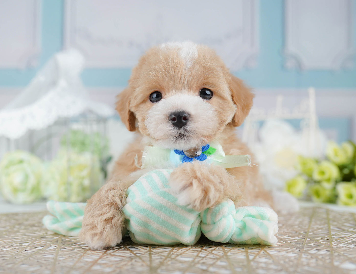 マルプー | 女の子 | アプリコット | 2025年10月17日