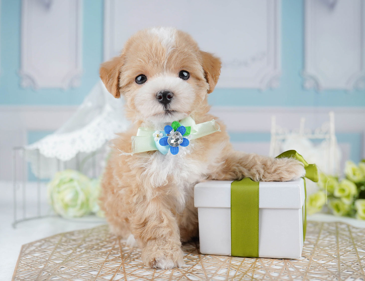 マルプー | 女の子 | アプリコット | 2025年10月17日