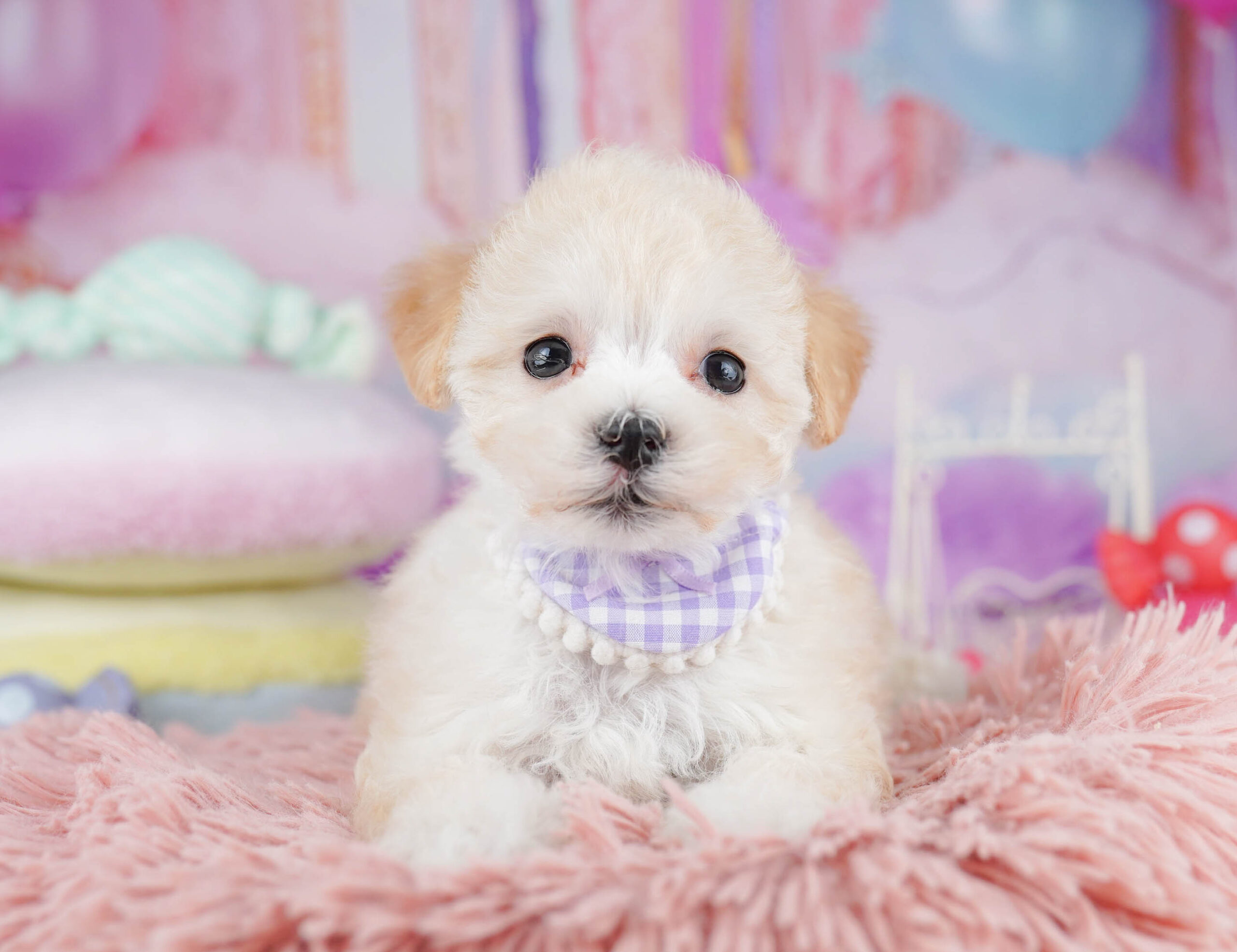 マルプー | 女の子 | アプリコット | 2025年10月17日