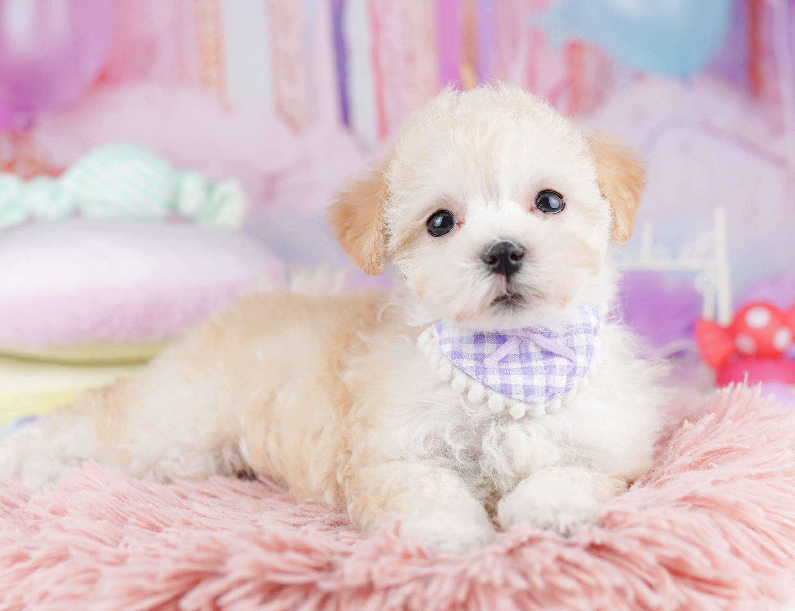 マルプー | 女の子 | アプリコット | 2025年10月17日