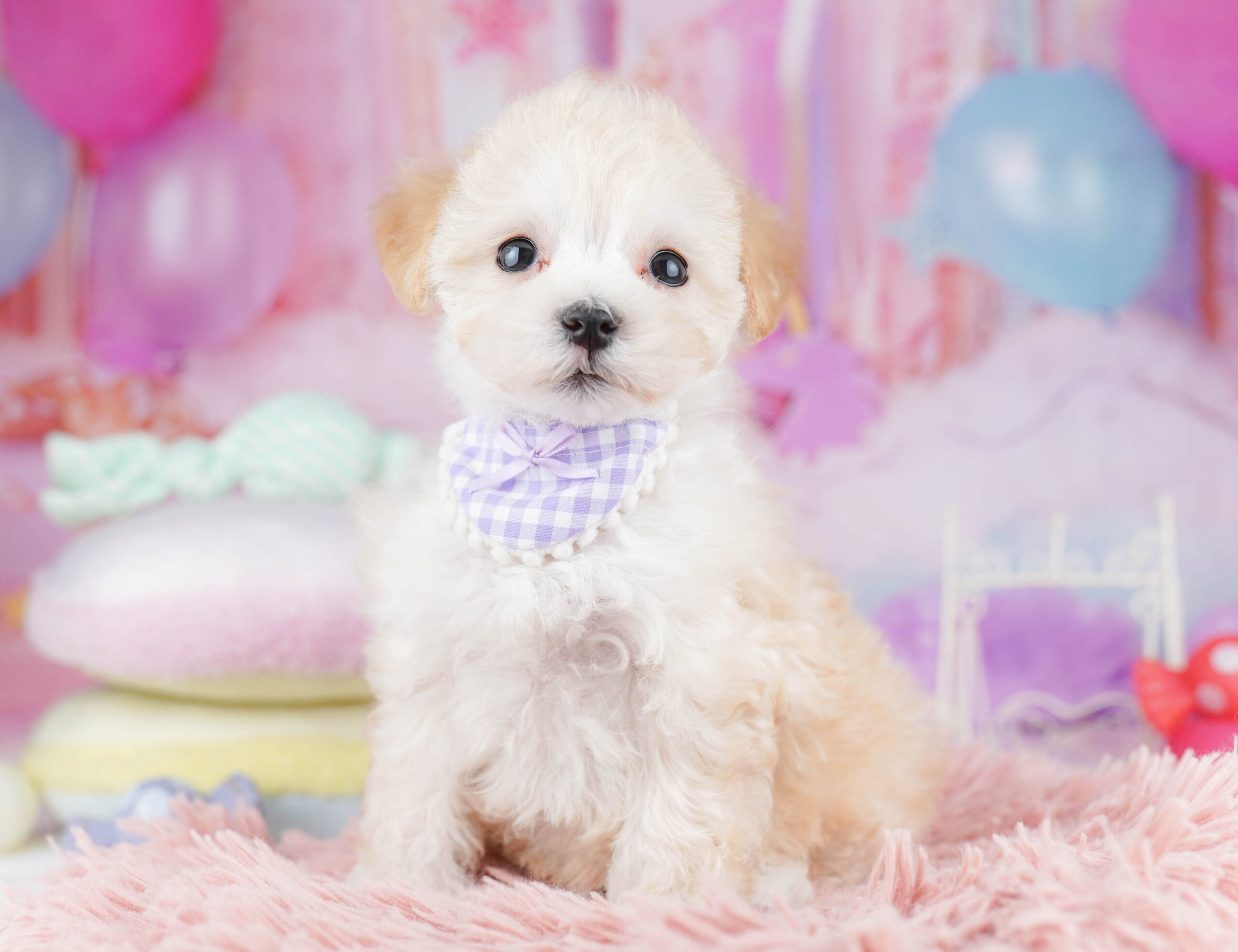 マルプー | 女の子 | アプリコット | 2025年10月17日