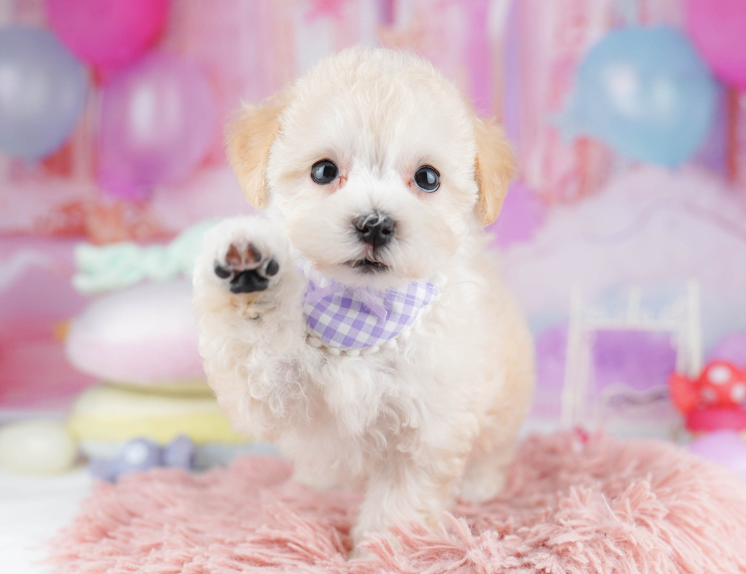 マルプー | 女の子 | アプリコット | 2025年10月17日