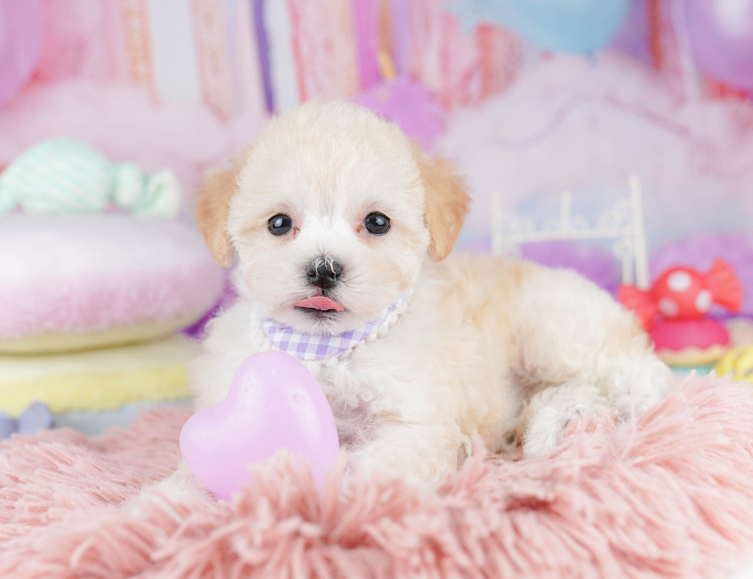 マルプー | 女の子 | アプリコット | 2025年10月17日