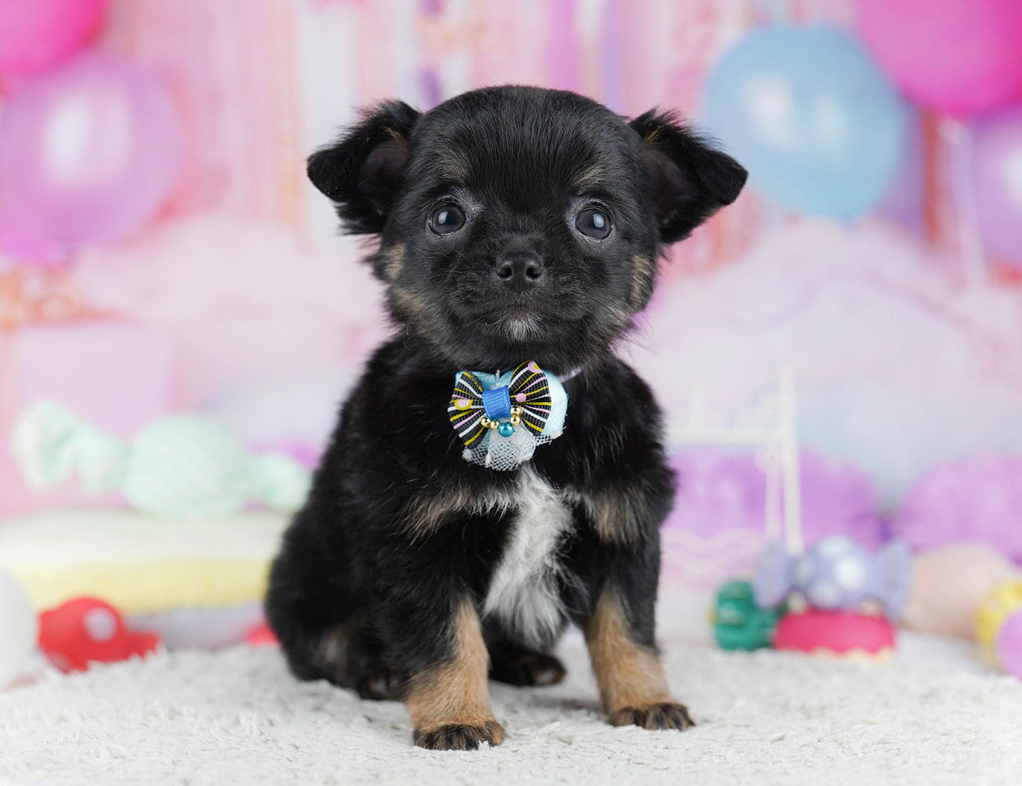 チワワ(ロング) | 女の子 | ブラック&タン | 2025年10月17日