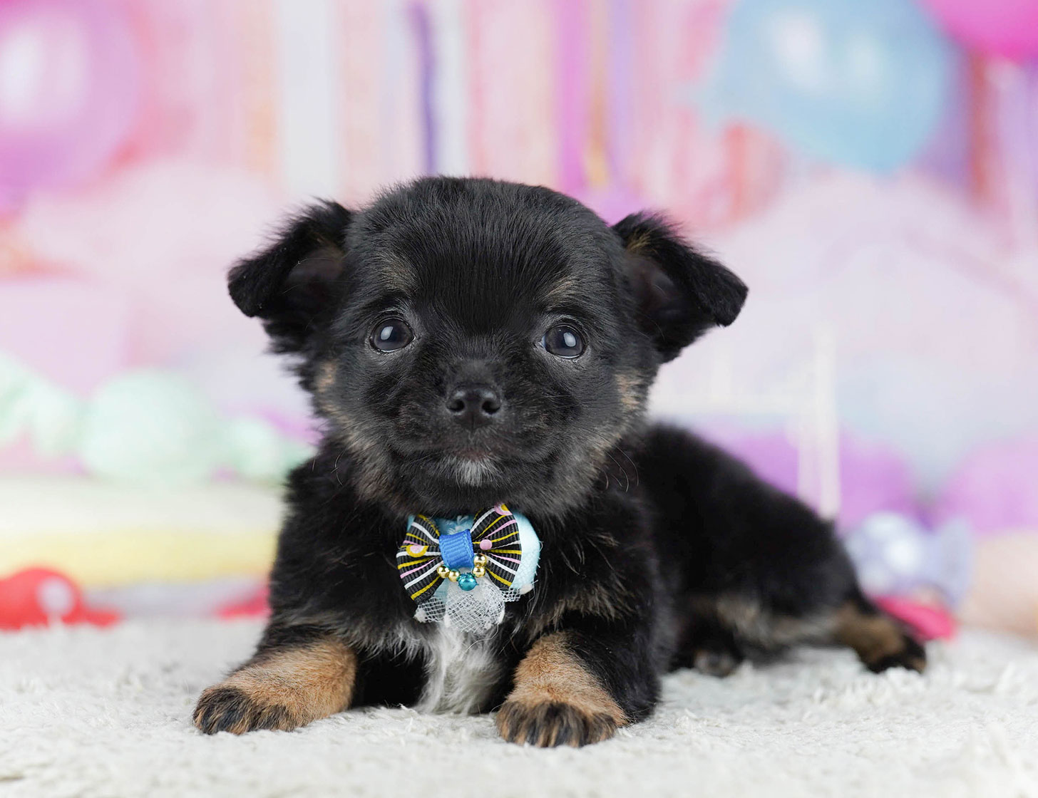 チワワ(ロング) | 女の子 | ブラック＆タン | 2025年10月17日