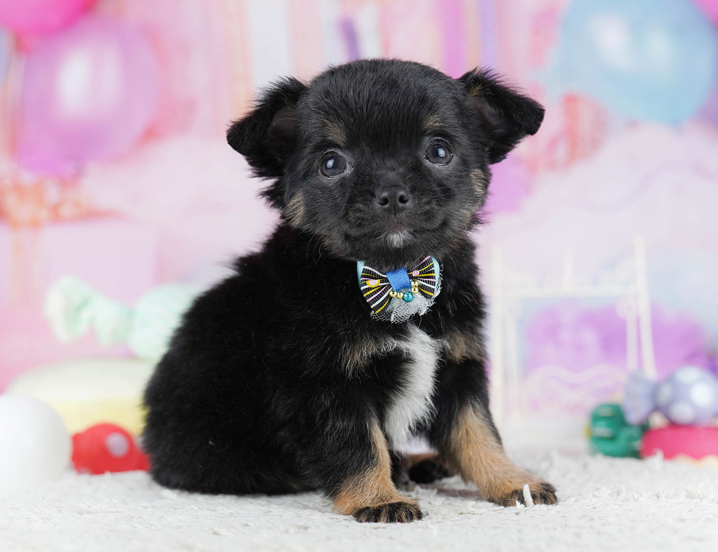 チワワ(ロング) | 女の子 | ブラック＆タン | 2025年10月17日