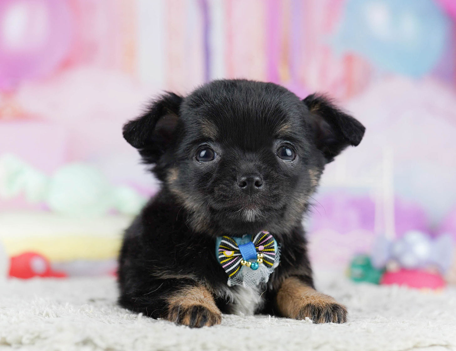 チワワ(ロング) | 女の子 | ブラック＆タン | 2025年10月17日