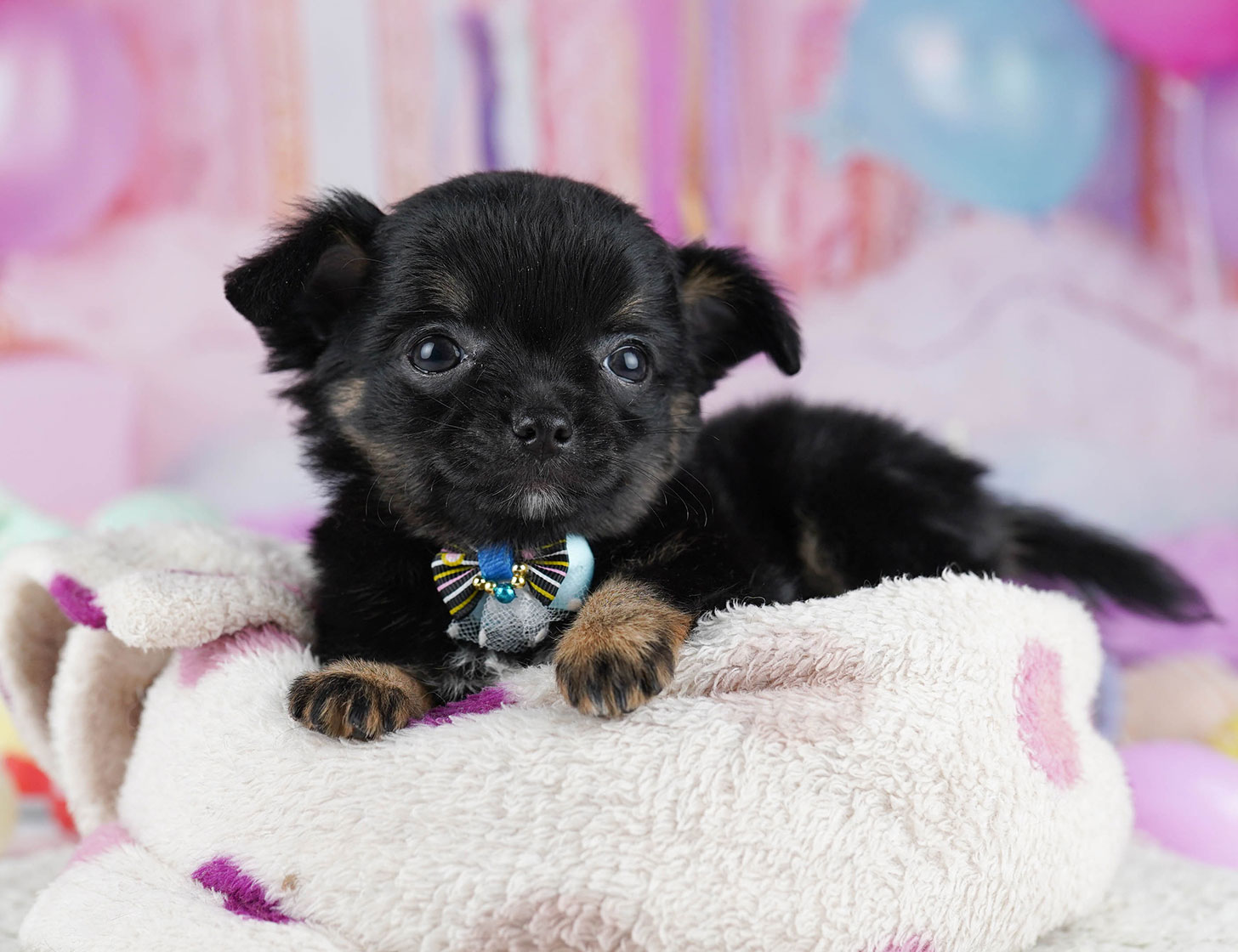 チワワ(ロング) | 女の子 | ブラック＆タン | 2025年10月17日