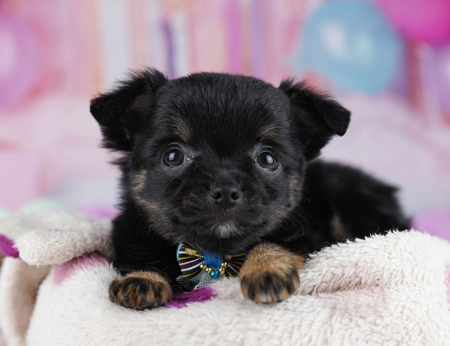 チワワ(ロング) | 女の子 | ブラック＆タン | 2025年10月17日