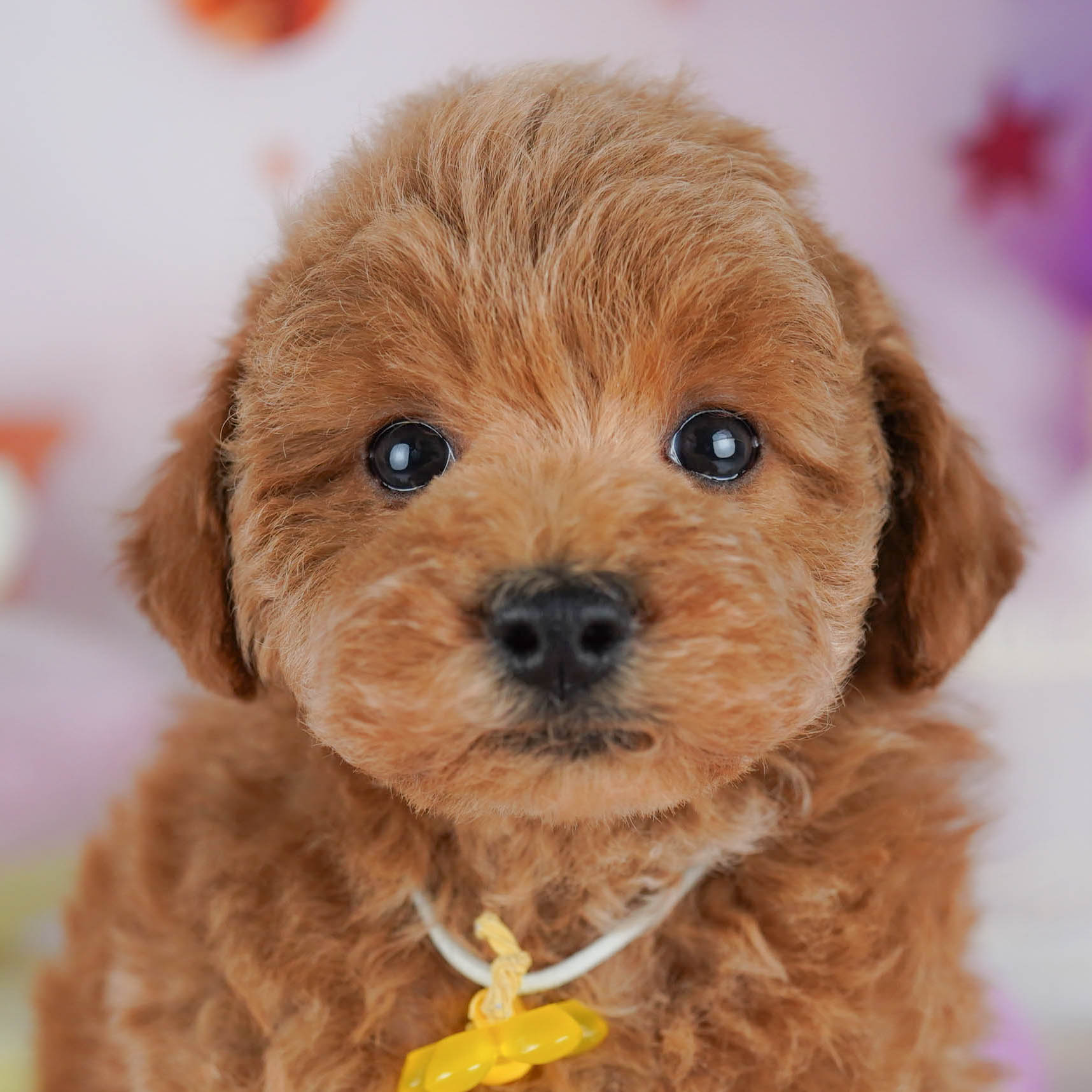 トイ・プードル | 男の子 | レッド | 2025年10月18日