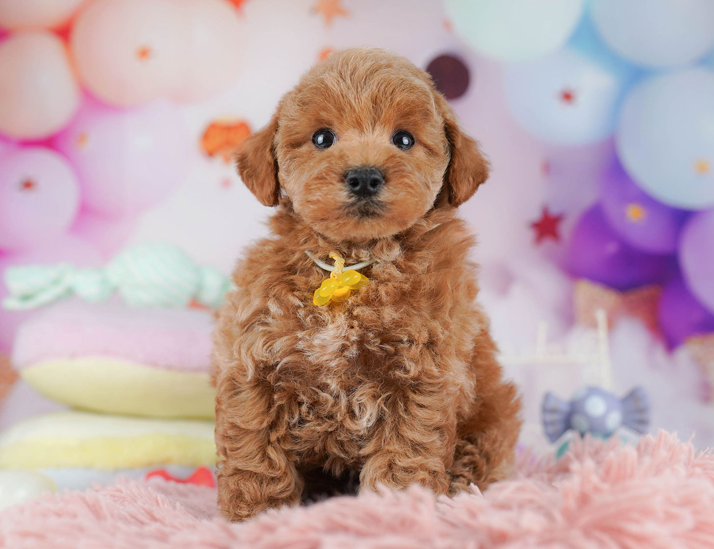 トイ・プードル | 男の子 | レッド | 2025年10月18日