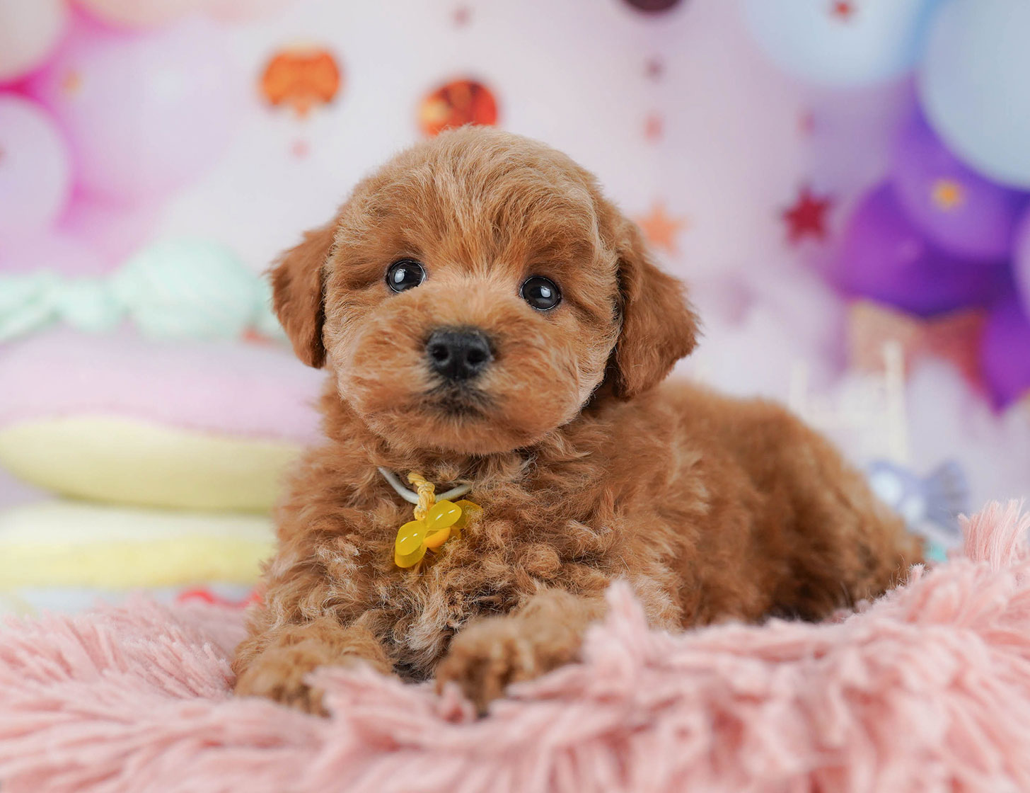 トイ・プードル | 男の子 | レッド | 2025年10月18日