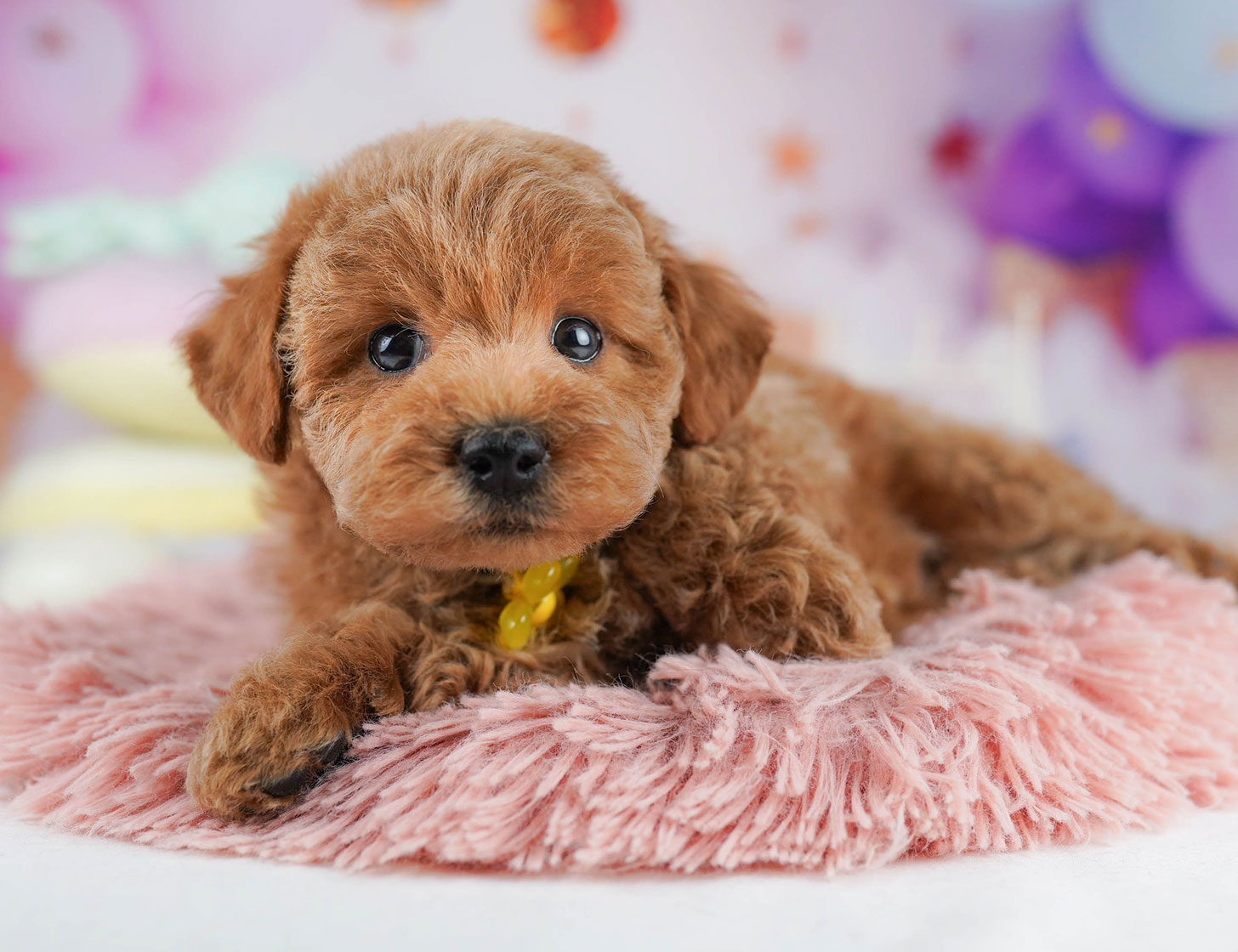 トイ・プードル | 男の子 | レッド | 2025年10月18日