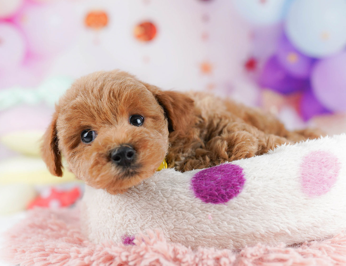 トイ・プードル | 男の子 | レッド | 2025年10月18日