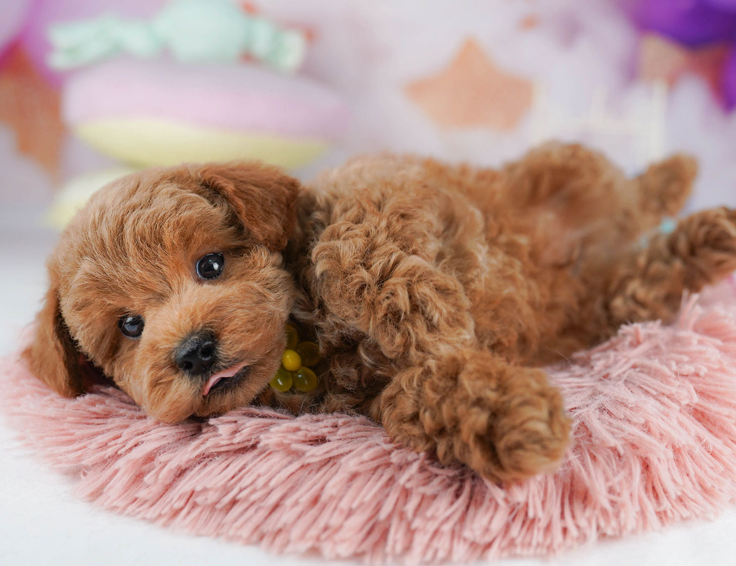 トイ・プードル | 男の子 | レッド | 2025年10月18日